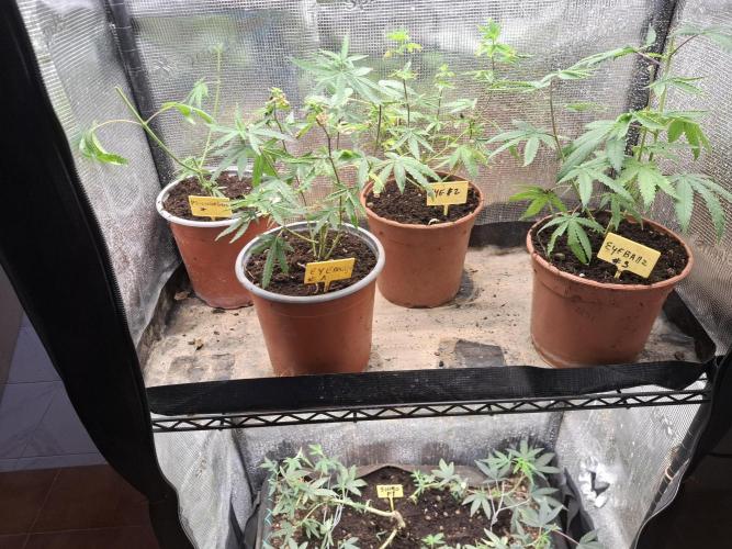 phenohuntig indor. Week 1