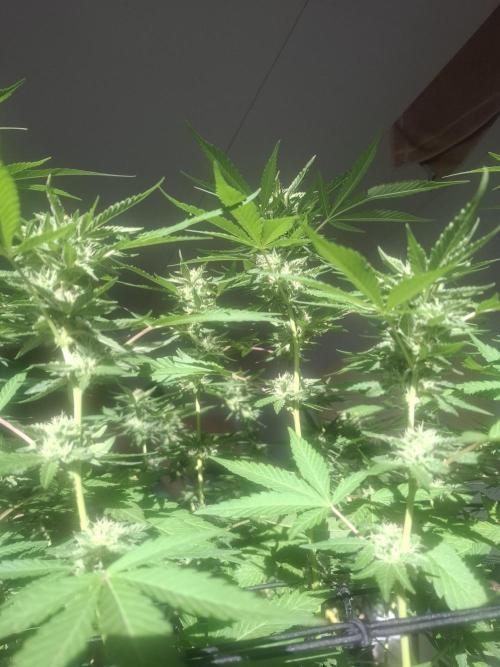shimo scrOG. Week 13