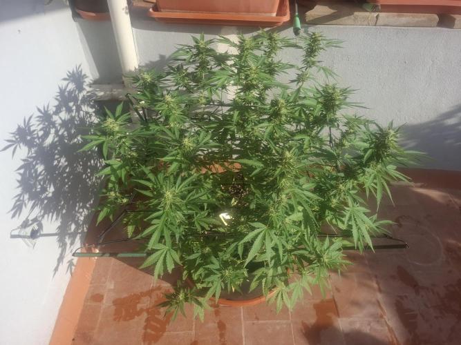 shimo scrOG. Week 13
