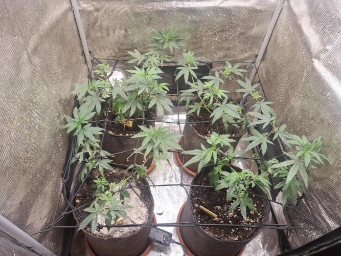 phenohuntig indor. Week 2