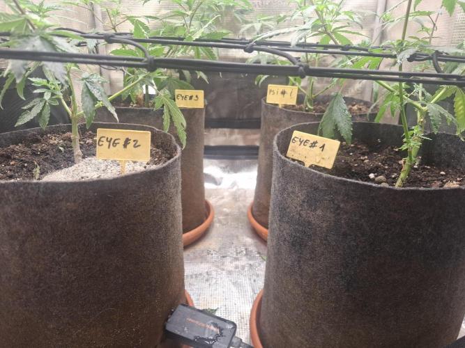 phenohuntig indor. Week 2