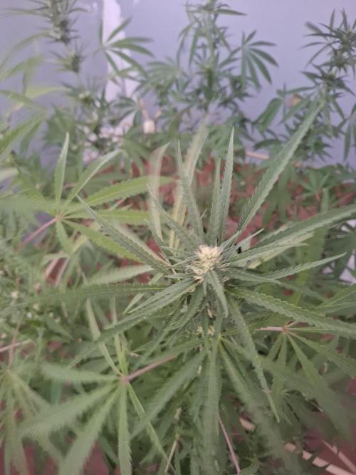 Phenohunting EyeBallz. Week 11 - psicodelicia 