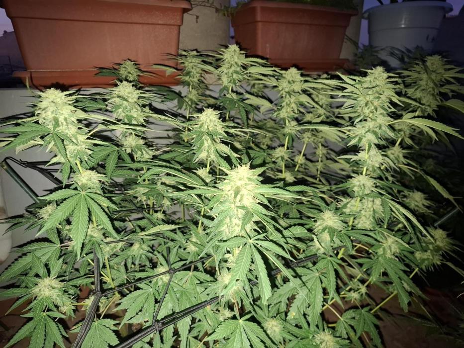 shimo scrOG. Week 14