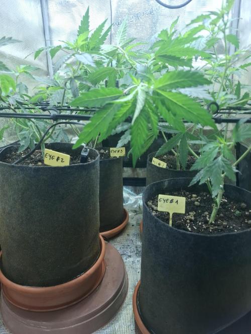 phenohuntig indor. Week 3