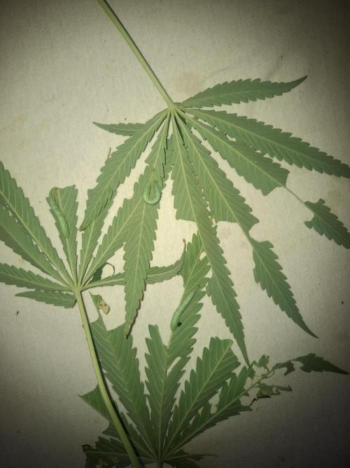 Phenohunting EyeBallz. Week 12
