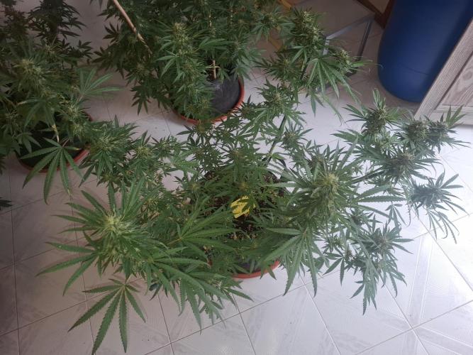 Phenohunting EyeBallz. Week 12
