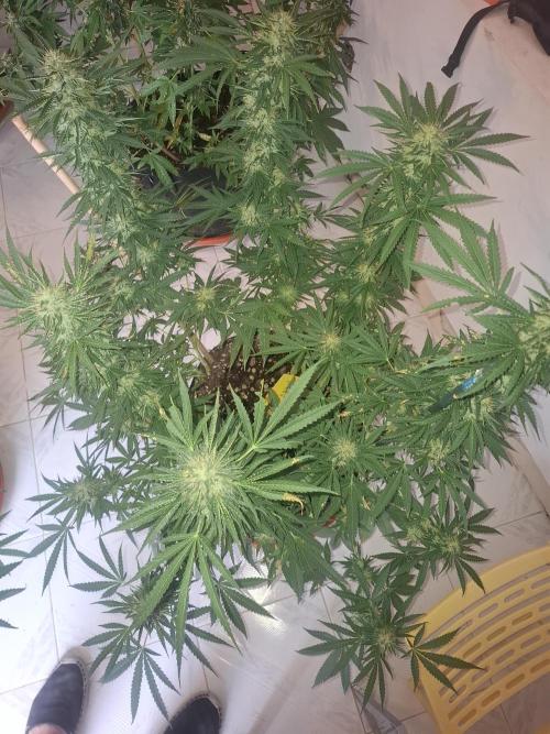 Phenohunting EyeBallz. Week 12