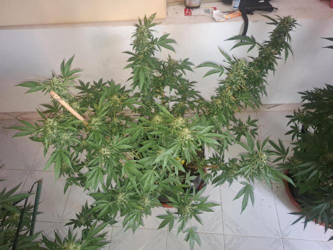 Phenohunting EyeBallz. Week 12