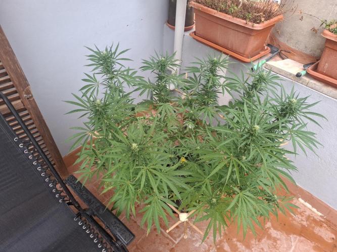 Phenohunting EyeBallz. Week 12