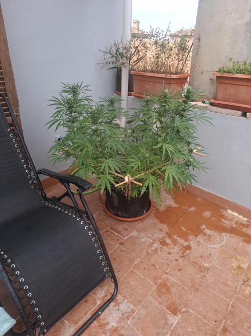 Phenohunting EyeBallz. Week 12