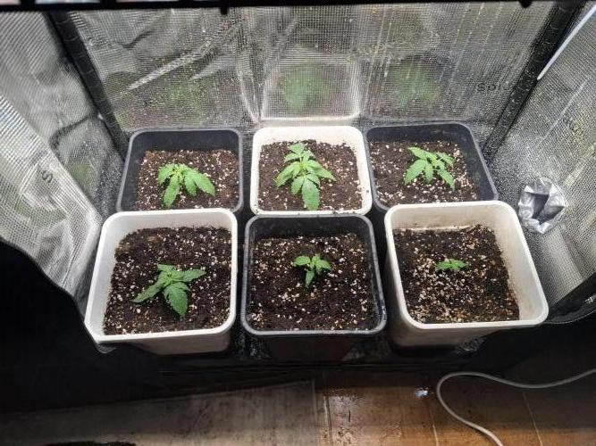 superboofxlauto. Week 0