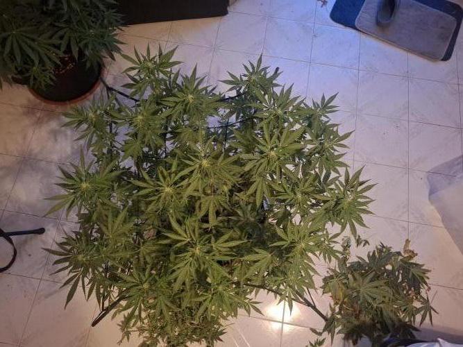 shimo scrOG. Week 11