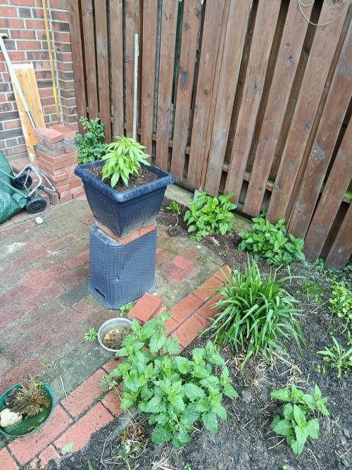 Monster Maker Outdoor. Week 4