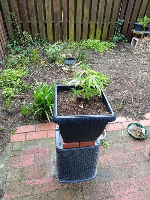 Monster Maker Outdoor. Week 4
