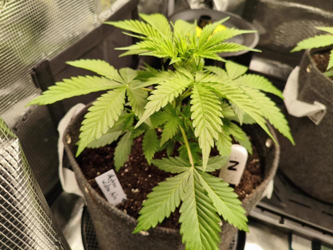 Erstes Diary. Week 2 - Afghan Widow 