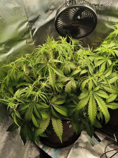 Erstes Diary. Week 3 - Afghan Widow 