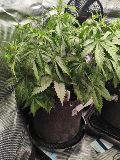 Erstes Diary. Week 3 - Afghan Widow 
