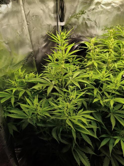 Erstes Diary. Week 4 - Afghan Widow 