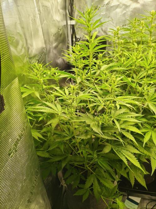 Erstes Diary. Week 4 - Afghan Widow 