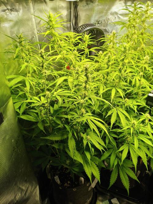 Erstes Diary. Week 5 - Afghan Widow 