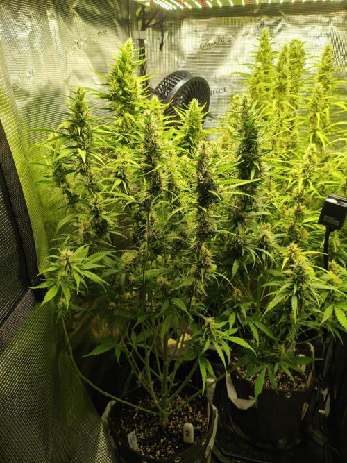 Erstes Diary. Week 6 - Afghan Widow 