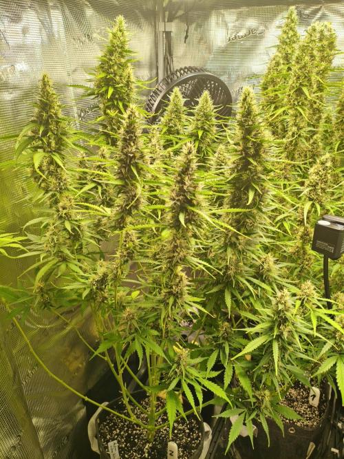 Erstes Diary. Week 7 - Afghan Widow 