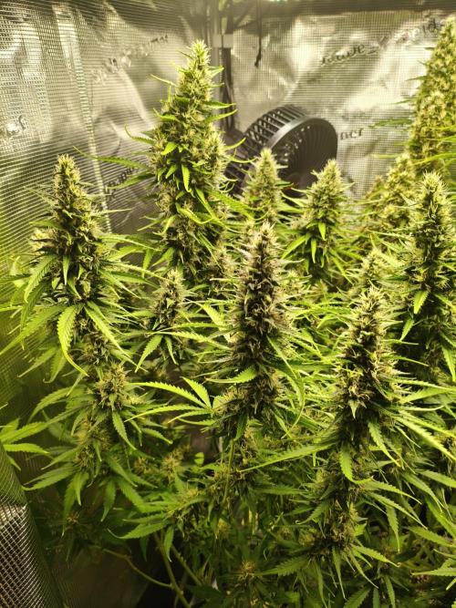 Erstes Diary. Week 7 - Afghan Widow 