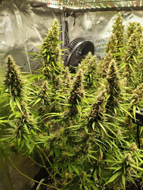 Erstes Diary. Week 8 - Afghan Widow 