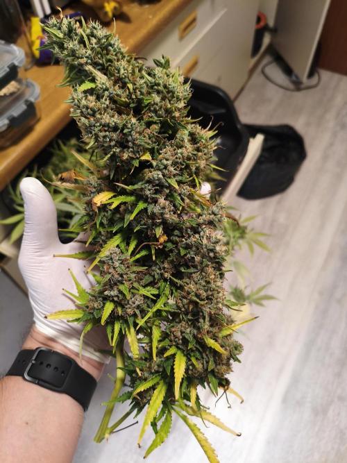 Erstes Diary. Week 10 - Afghan Widow