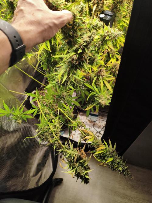 Erstes Diary. Week 10 - Afghan Widow 