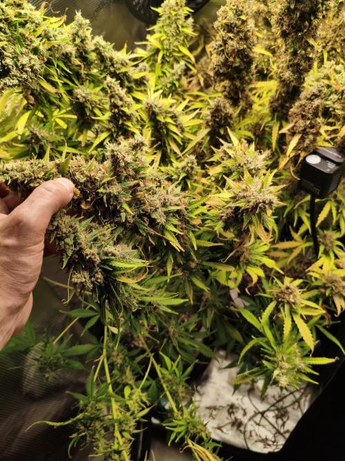 Erstes Diary. Week 10 - Afghan Widow 