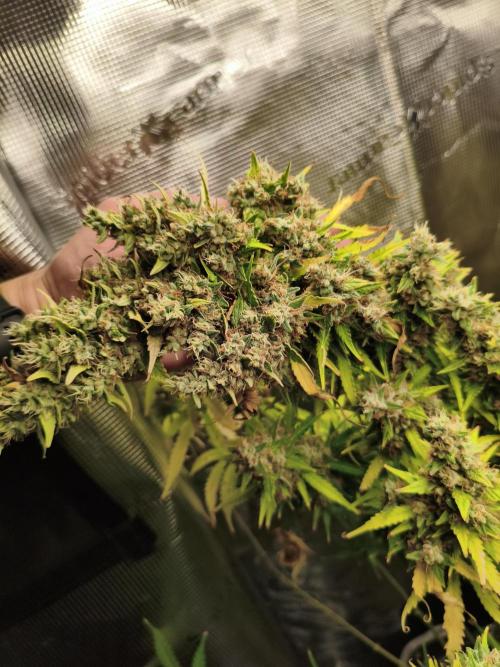 Erstes Diary. Week 10 - Afghan Widow big top