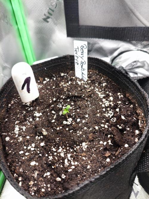 Grow Tent 2.3x2.3x5.2 (70x70x160 cm). Week 0