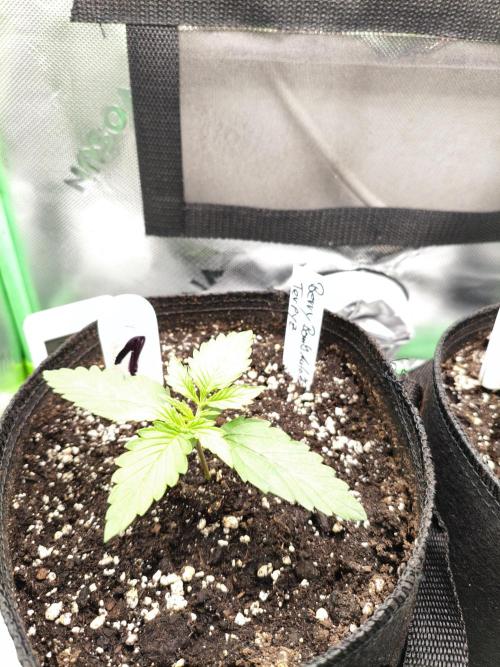 Grow Tent 2.3x2.3x5.2 (70x70x160 cm). Week 1
