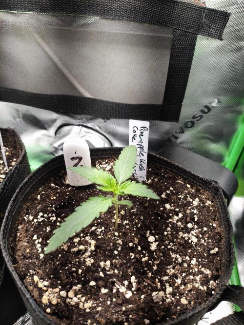 Grow Tent 2.3x2.3x5.2 (70x70x160 cm). Week 1