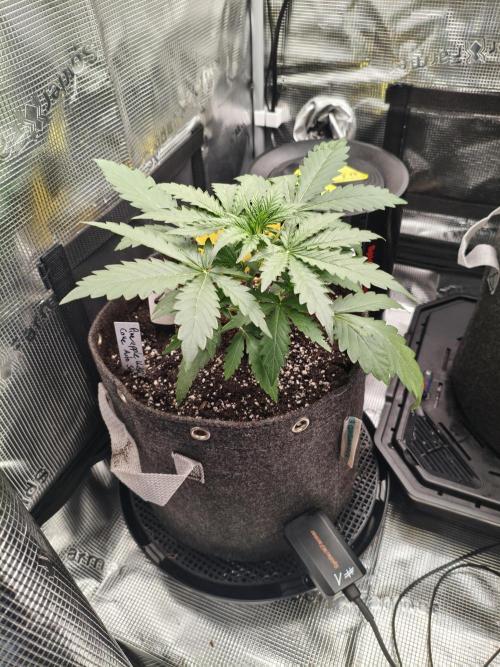 Grow Tent 2.3x2.3x5.2 (70x70x160 cm). Week 2