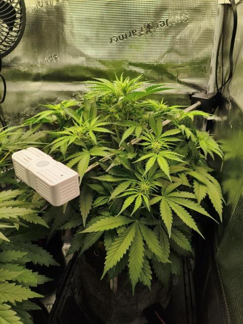 Grow Tent 2.3x2.3x5.2 (70x70x160 cm). Week 3