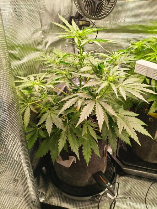 Grow Tent 2.3x2.3x5.2 (70x70x160 cm). Week 3