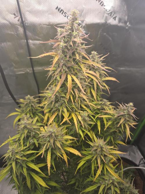 Growing Granny. Week 10 - Staggered harvest 