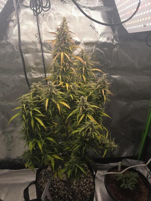 Growing Granny. Week 10
