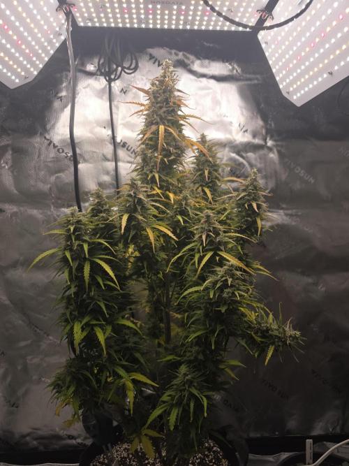 Growing Granny. Week 10