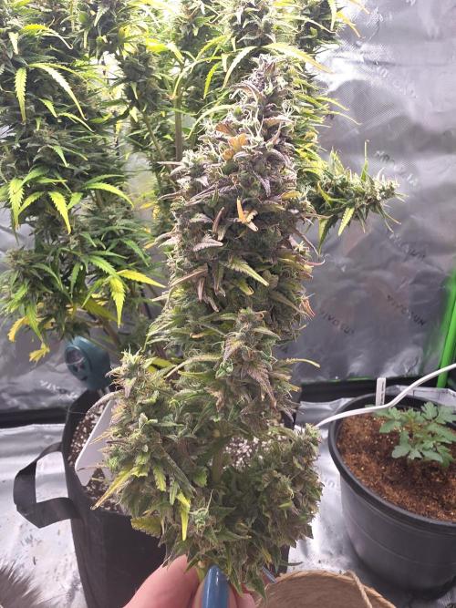 Growing Granny. Week 10 - Removed top 3 big colas while rest of plant matures