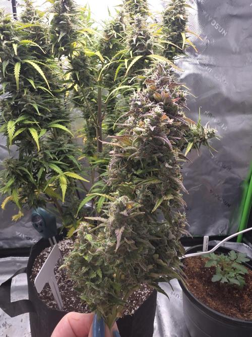 Growing Granny. Week 10