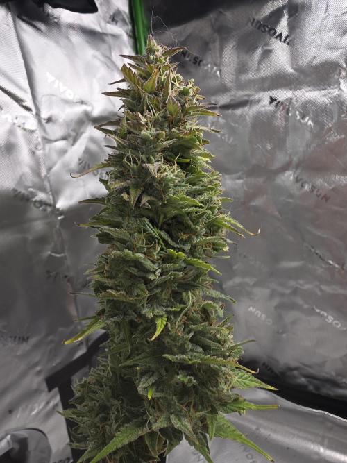 Growing Granny. Week 10