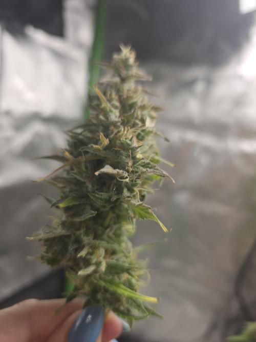 Growing Granny. Week 10