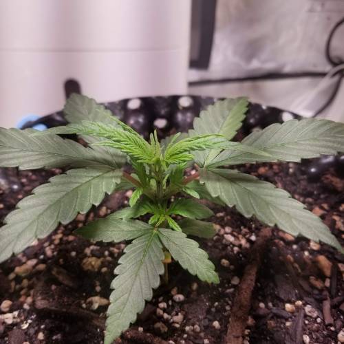 Frank's Grow. Week 1 - Day 6 of veg Feb 9 the branches I snapped off by mistake is growing back and my plant is healthy all the way