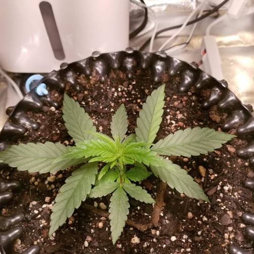 Frank's Grow. Week 1 - Feb 9, after I woke up, the plant got a little bigger, and more green