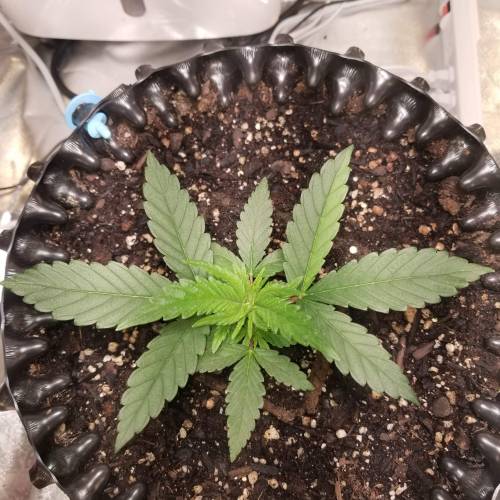 Frank's Grow. Week 1 - View from the top