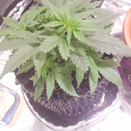 Frank's Grow. Week 3 - End of 3rd week of veg