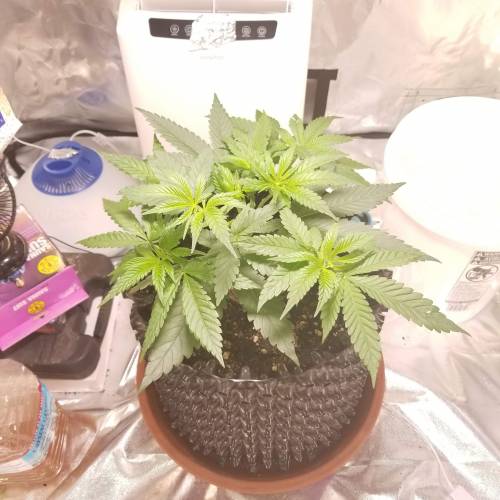 Frank's Grow. Week 4 - After pruning